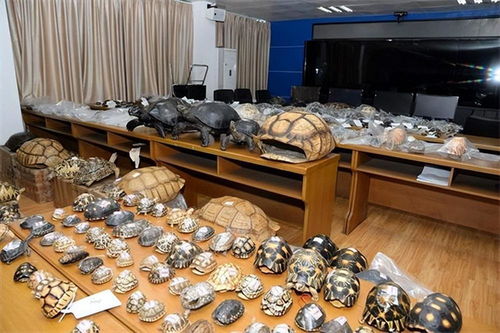 網(wǎng)購野生動物制品，法不可違——以案說法解析法律風(fēng)險